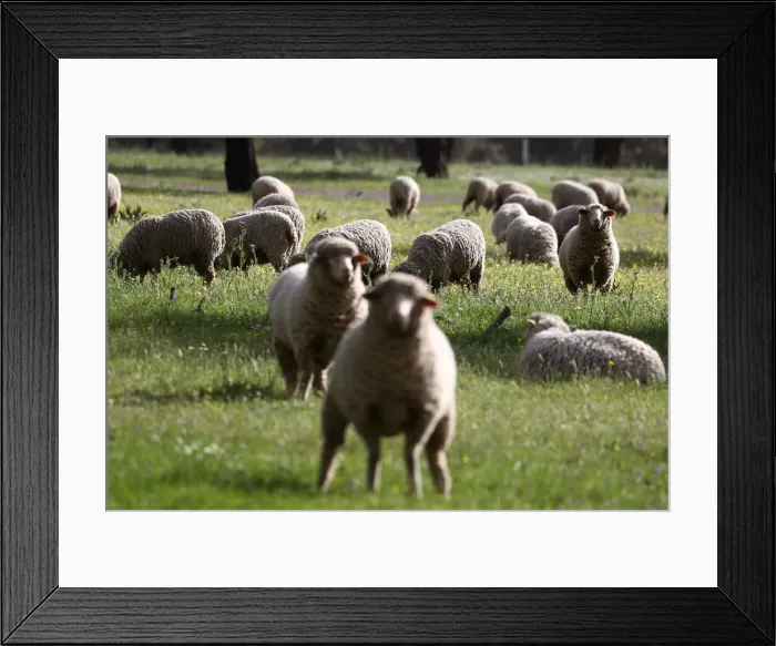 Framed Print : Sheep graze at a ranch in Portezuelo Framed Print : Sheep graze at a ranch in Portezuelo