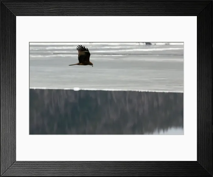 Framed Print : A bird flies above the Yenisei River outside Krasnoyarsk