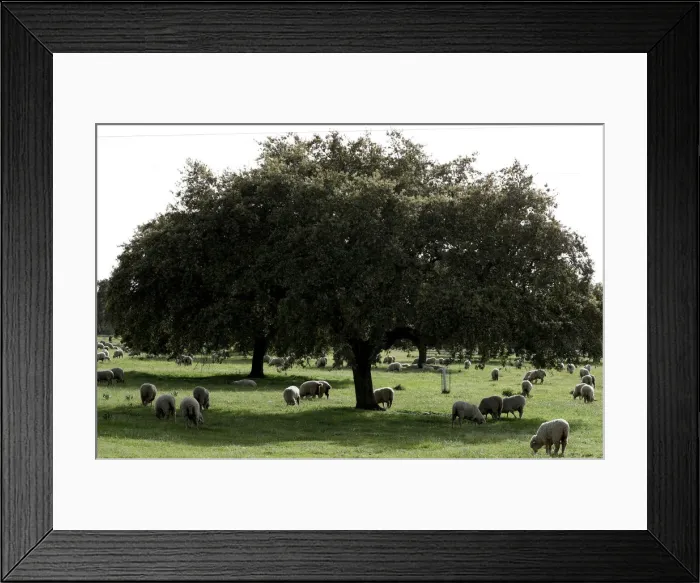 Framed Print : Sheep graze at a ranch in Portezuelo