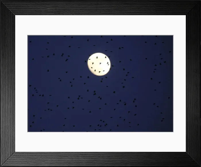 Framed Print : A flock of starlings fills the dusk sky over Rome Framed Print : A flock of starlings fills the dusk sky over Rome