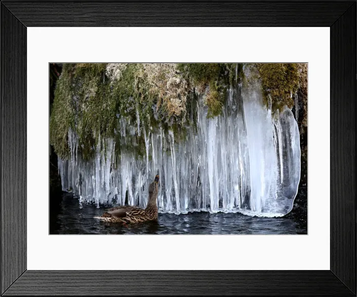 Framed Print : A duck looks at icicles at a pond in Bern Framed Print : A duck looks at icicles at a pond in Bern