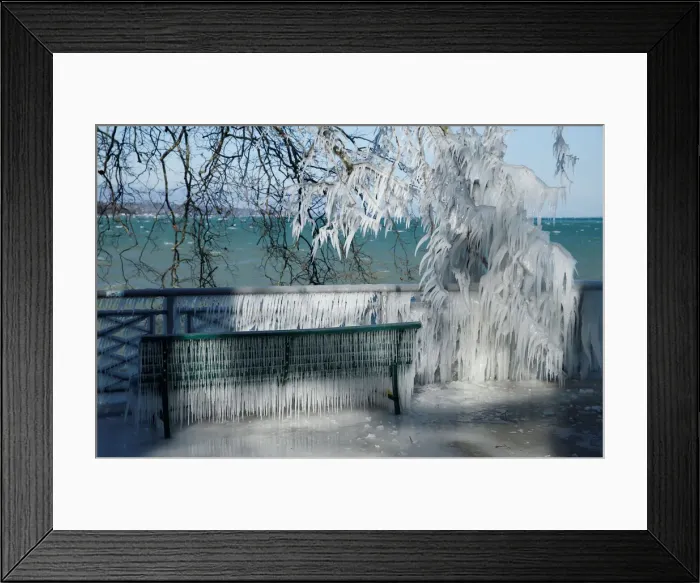 Framed Print : Ice is pictured on a barrier and a tree during a windy winter day near Lake Leman in Framed Print : Ice is pictured on a barrier and a tree during a windy winter day near Lake Leman in