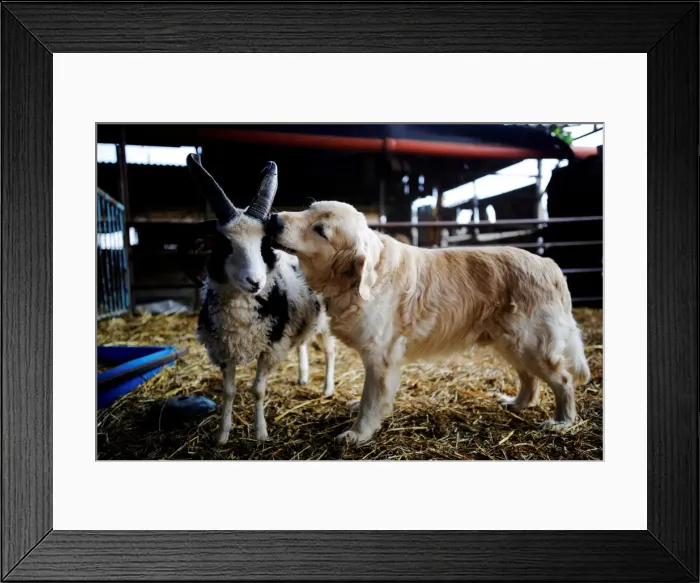 Framed Print : A dog licks the head of a Jacob sheep, in Ramot Naftali Framed Print : A dog licks the head of a Jacob sheep, in Ramot Naftali