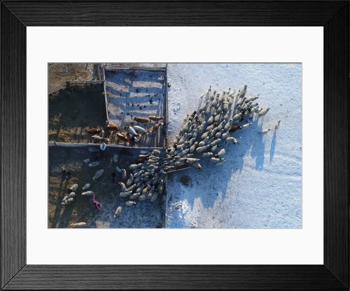 Framed Print : An aerial view shows the cattle at the nomad camp of farmer Tanzurun Darisyu near Kyzyl