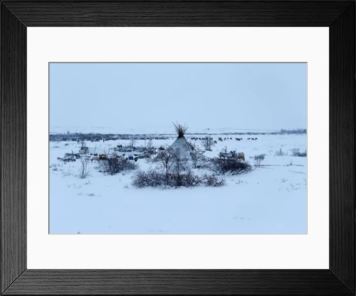 Framed Print : The Wider Image: Reindeer herding in Russias Arctic Framed Print : The Wider Image: Reindeer herding in Russias Arctic