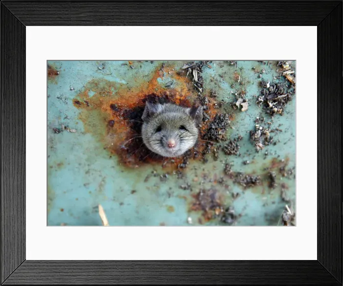 Framed Print : A rats head rests as it is constricted in an opening in the bottom of a garbage can in