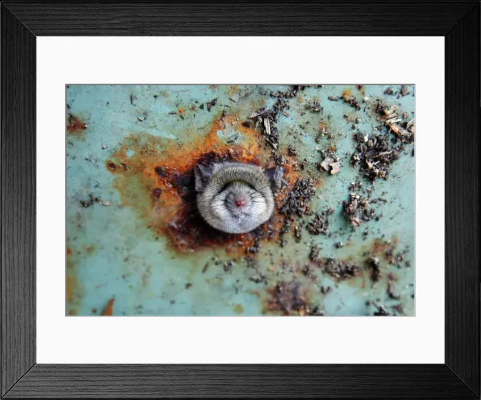 Framed Print : A rats head rests as it is constricted in an opening in the bottom of a garbage can in