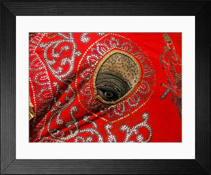 Framed Print : An elephant decorated with a cloth walk during the annual Nawam Perahera (street pageant Framed Print : An elephant decorated with a cloth walk during the annual Nawam Perahera (street pageant