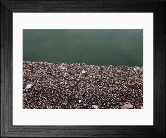 Framed Print : Floating dead fish are seen near fish farms at the Euphrates River in Mussayab district Framed Print : Floating dead fish are seen near fish farms at the Euphrates River in Mussayab district