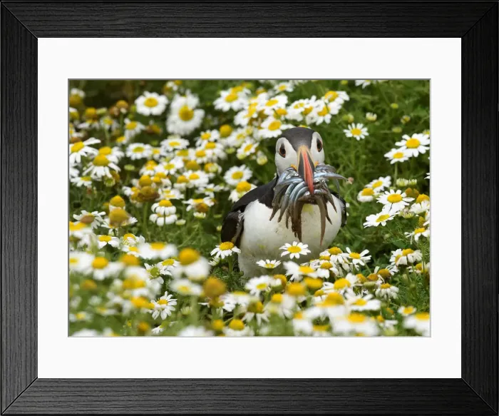 Framed Print : An Atlantic Puffin holds a mouthful of sand eels on the island of Skomer Framed Print : An Atlantic Puffin holds a mouthful of sand eels on the island of Skomer