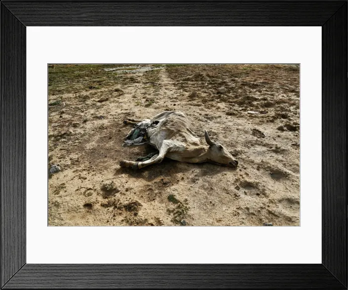 Framed Print : A dead cow is seen at a partially dried-up lake in Arjunpura village in Ajmer Framed Print : A dead cow is seen at a partially dried-up lake in Arjunpura village in Ajmer
