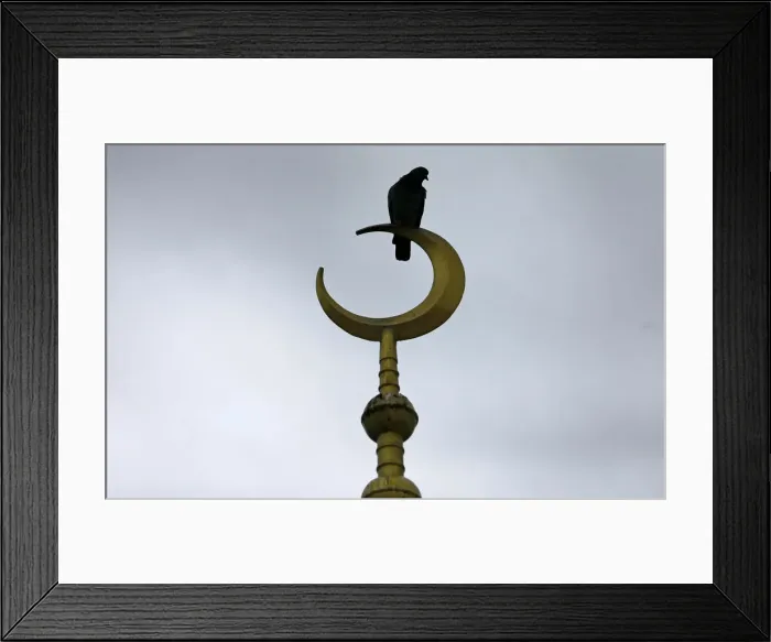 Framed Print : A pigeon is seen on top of a cresent during the holy month of Ramadan at a mosque in Framed Print : A pigeon is seen on top of a cresent during the holy month of Ramadan at a mosque in