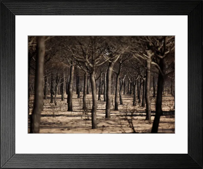 Framed Print : Burnt trees are seen after a forest fire in Donana National Park near Matalascanas Framed Print : Burnt trees are seen after a forest fire in Donana National Park near Matalascanas