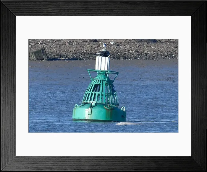 Framed Print : abeluga whale breeches near a buoy on the River Thames near Gravesend east of London Framed Print : abeluga whale breeches near a buoy on the River Thames near Gravesend east of London