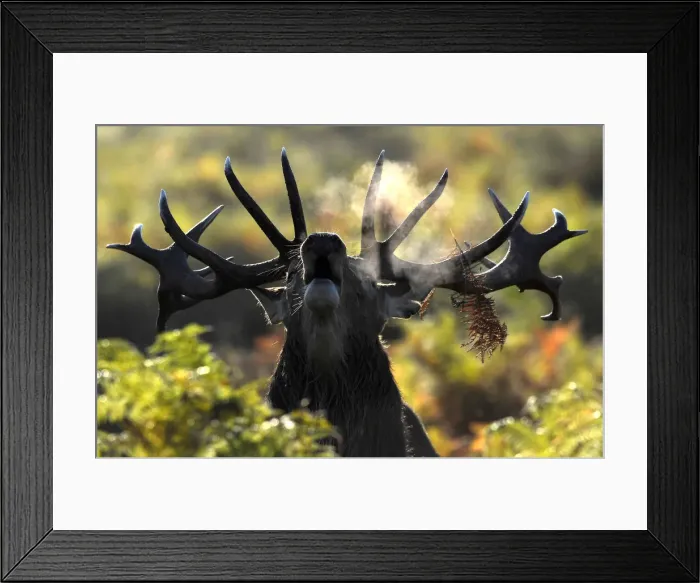Framed Print : A stag deer walks early in the morning during the rutting season in Richmond Park in