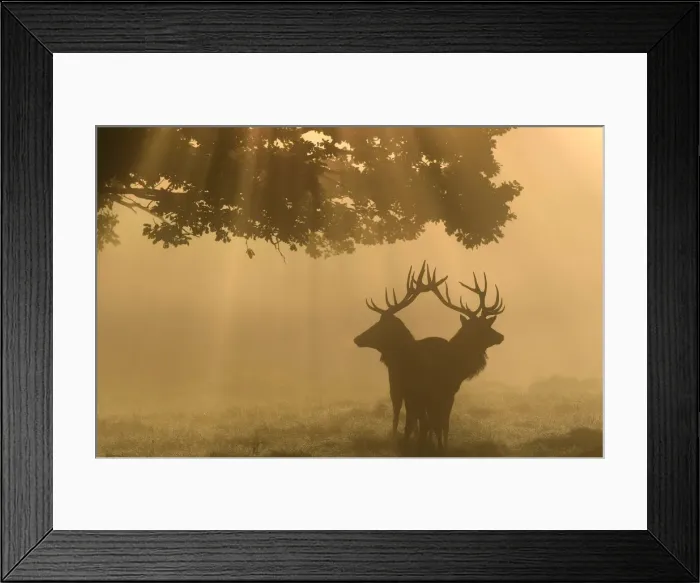 Framed Print : Two stag deer are seen through the mist at dawn during the annual rutting season in Framed Print : Two stag deer are seen through the mist at dawn during the annual rutting season in