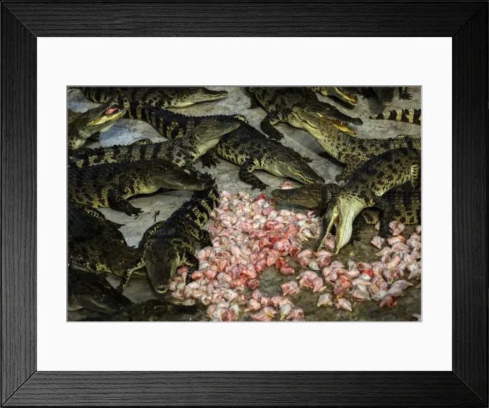 Framed Print : The Wider Image: Thailands crocodile farms Framed Print : The Wider Image: Thailands crocodile farms