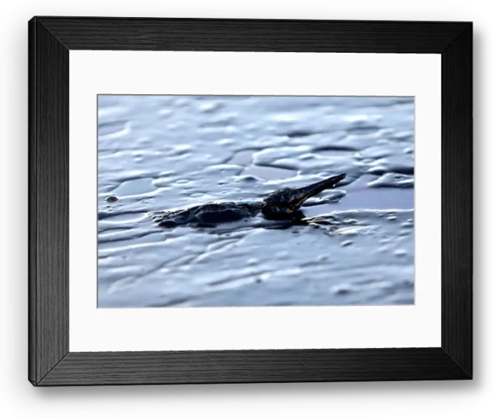 Framed Print : A bird covered in oil that leaked from a small oil tanker that sank on September 10 Framed Print : A bird covered in oil that leaked from a small oil tanker that sank on September 10