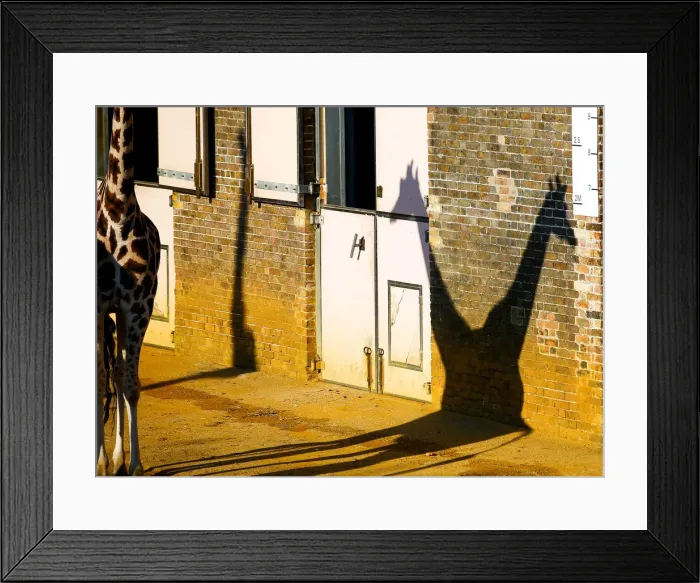 Framed Print : A pair of giraffes cast a shadow at London Zoo in London Framed Print : A pair of giraffes cast a shadow at London Zoo in London