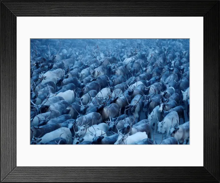 Framed Print : The Wider Image: Reindeer herding in Russias Arctic Framed Print : The Wider Image: Reindeer herding in Russias Arctic