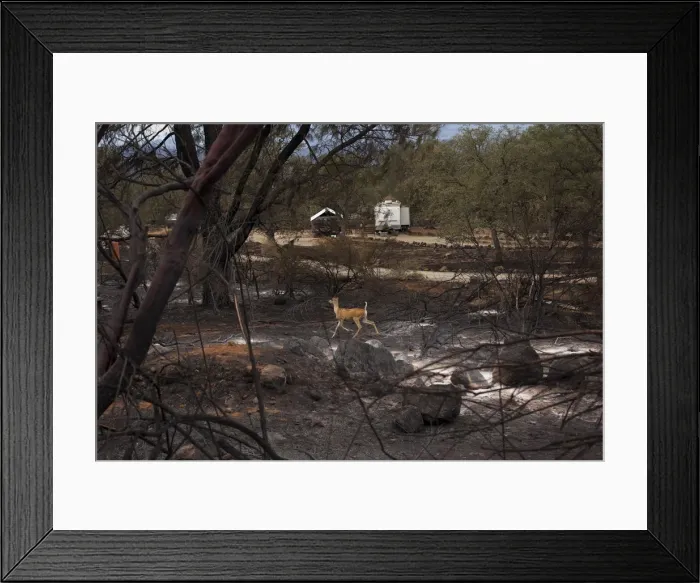 Framed Print : A deer runs through a property burnt by the Valley Fire in Hidden Valley Lake, California