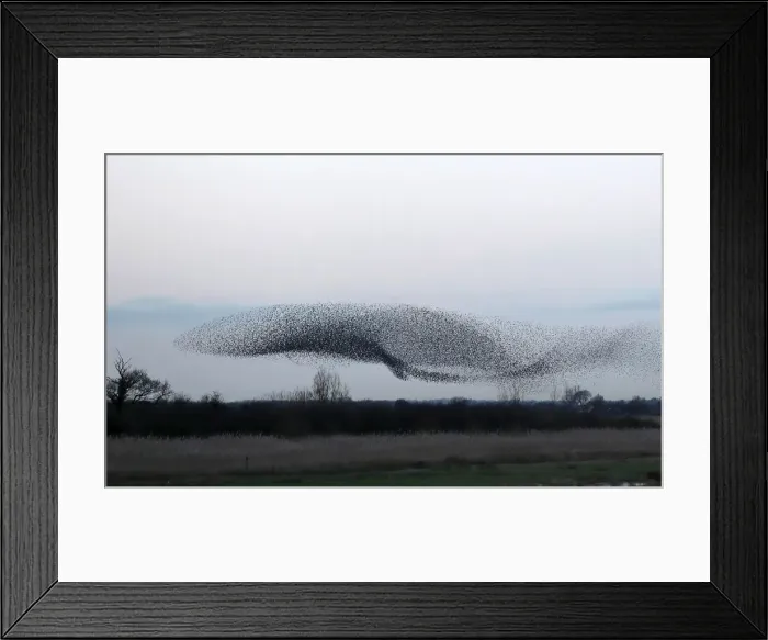 Framed Print : Thousands of starlings fly in a murmuration as they return to roost at dusk near Framed Print : Thousands of starlings fly in a murmuration as they return to roost at dusk near