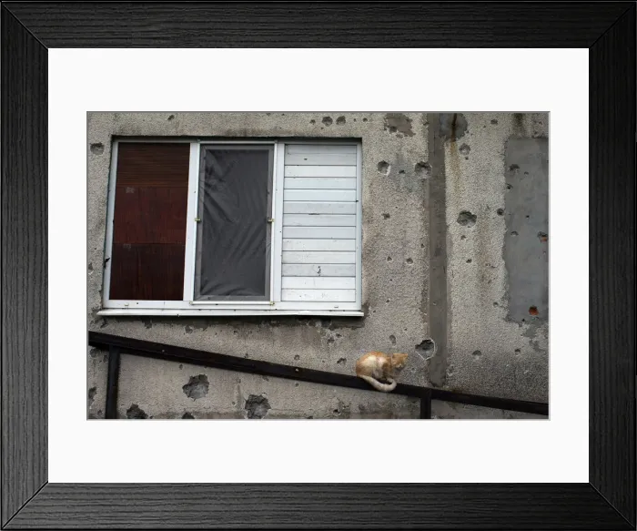 Framed Print : A cat sits in front of a building that was damaged in the recent shelling
