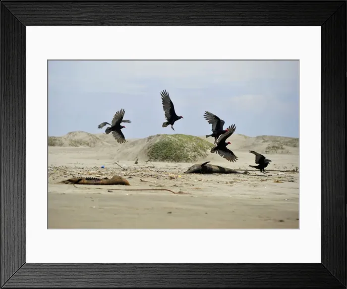 Framed Print : Buzzards fly around two dead dolphins on a beach in Lambayeque
