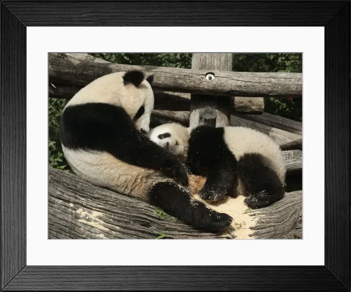 Framed Print : Giant panda Yang Yang and her cub Fu Hu cuddle in their enclosure on Fu Hus second