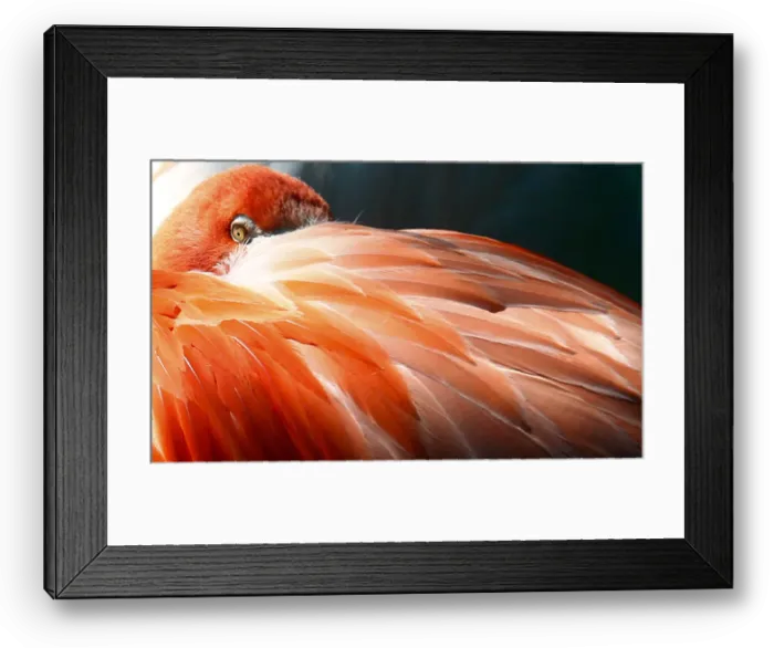 Framed Print : A flamingo bird rests his head in feathers at its enclosure at the Tierpark Hellabrunn in Framed Print : A flamingo bird rests his head in feathers at its enclosure at the Tierpark Hellabrunn in