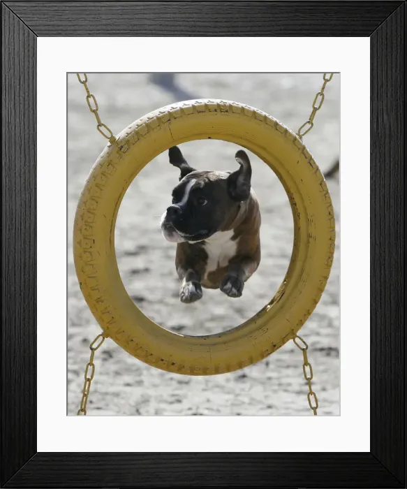 Framed Print : A boxer dog jumps through a tyre during an annual dog show in the southern Russian city Framed Print : A boxer dog jumps through a tyre during an annual dog show in the southern Russian city