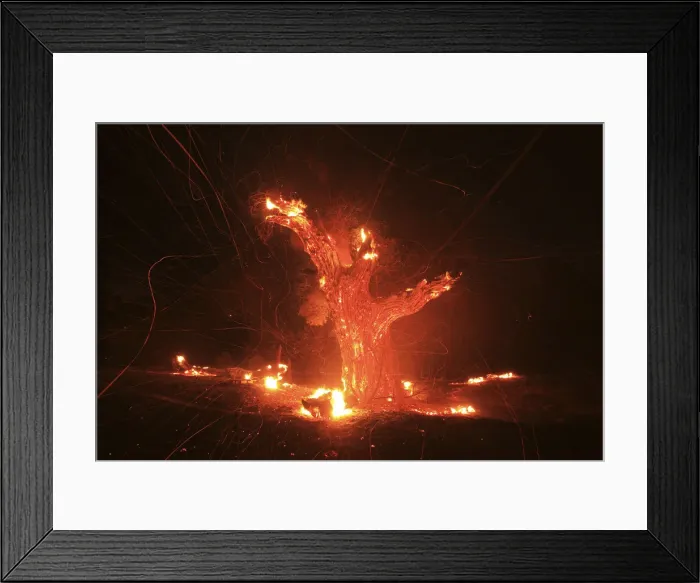 Framed Print : Wind-blown embers fly from an ancient oak tree that burned in the Silver Fire near Framed Print : Wind-blown embers fly from an ancient oak tree that burned in the Silver Fire near