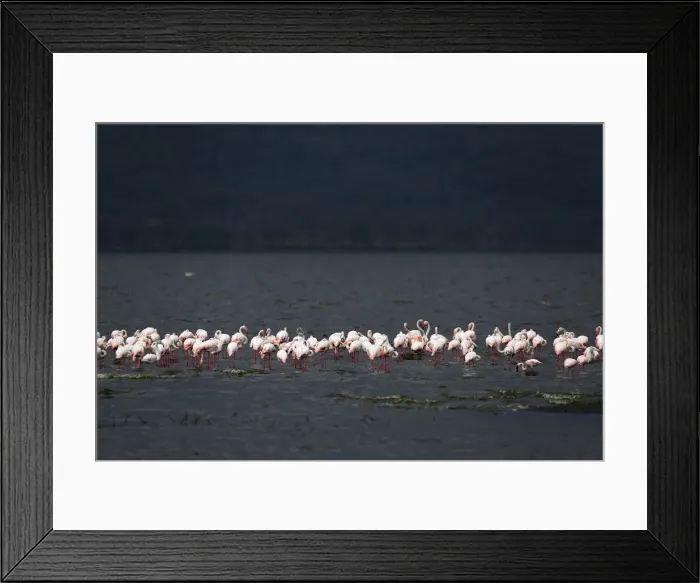 Framed Print : Wider Image: Earthprints: Lake Nakuru Framed Print : Wider Image: Earthprints: Lake Nakuru