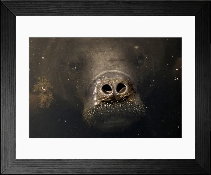 Framed Print : An Amazonian manatee which is in rehabilitation after sustaining injuries from hunting Framed Print : An Amazonian manatee which is in rehabilitation after sustaining injuries from hunting