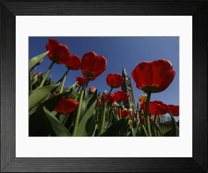 Framed Print : Tulips frame the Peace Tower on Parliament Hill in Ottawa