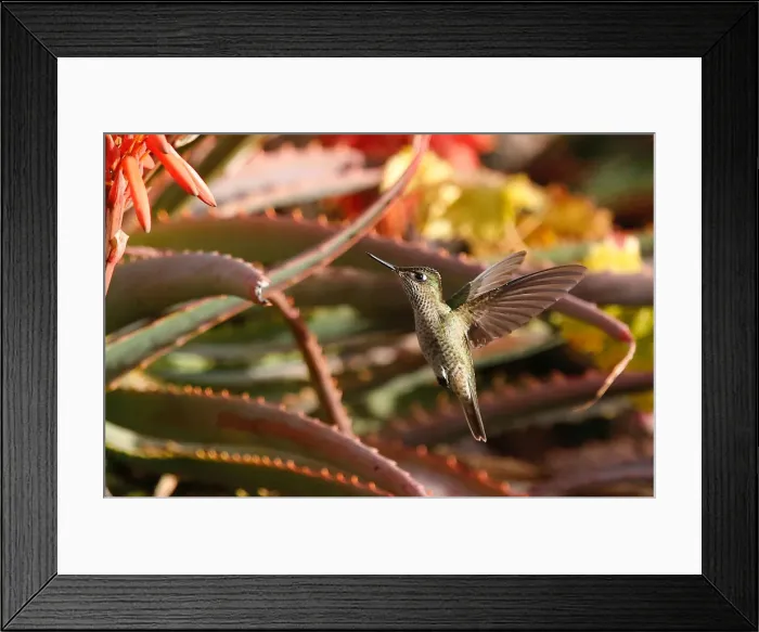 Framed Print : A humming bird flies at a public square in Vina del Mar Framed Print : A humming bird flies at a public square in Vina del Mar