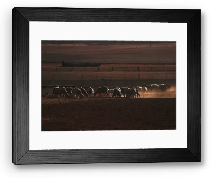 Framed Print : Sheep can be seen in a drought-affected paddock on a property located on the outskirts of