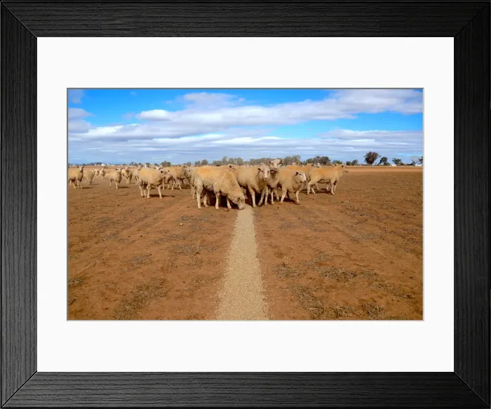 Framed Print : Sheep eat grain on a drought-affected paddock on a property located on the outskirts of Framed Print : Sheep eat grain on a drought-affected paddock on a property located on the outskirts of