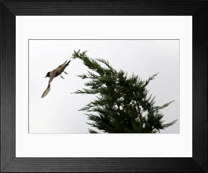 Framed Print : A Bulbul bird is seen near a tree in the southern village of Khiam