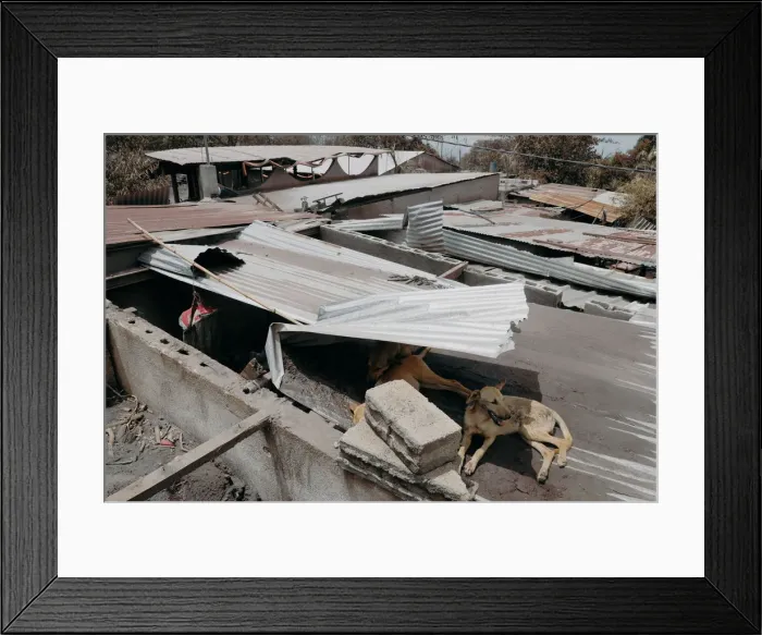 Framed Print : Dogs take shelter on top of a house at the area affected by the eruption of the Fuego