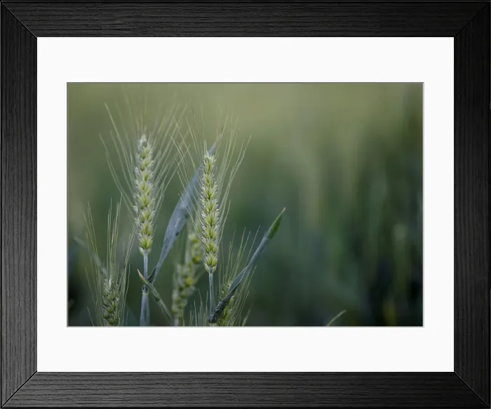 Framed Print : Ears of wheat are seen in a wheat field in Rohr Framed Print : Ears of wheat are seen in a wheat field in Rohr