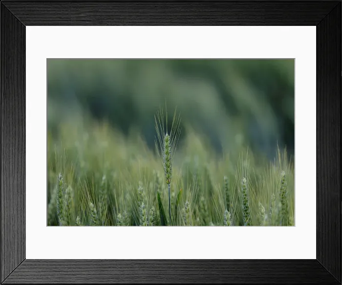 Framed Print : Ears of wheat are seen in a wheat field in Rohr Framed Print : Ears of wheat are seen in a wheat field in Rohr