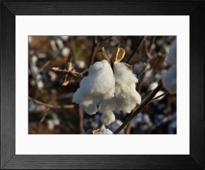 Framed Print : A cotton plant that was left unharvested is seen in a field near Wakita, Oklahoma Framed Print : A cotton plant that was left unharvested is seen in a field near Wakita, Oklahoma