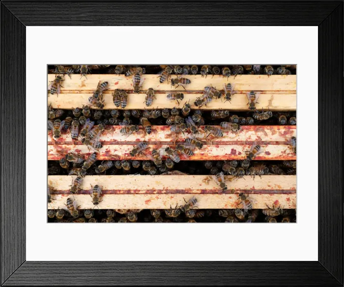 Framed Print : Bees are seen on frames of a beehive in Denee Framed Print : Bees are seen on frames of a beehive in Denee