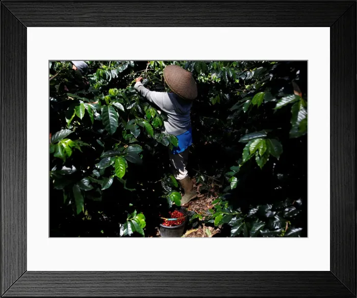 Framed Print : A worker harvests arabica coffee cherries at a plantation near Pangalengan, West Java Framed Print : A worker harvests arabica coffee cherries at a plantation near Pangalengan, West Java