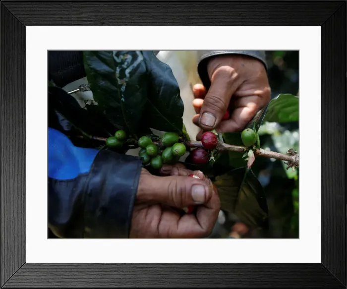 Framed Print : A worker harvests arabica coffee cherries at a plantation near Pangalengan, West Java Framed Print : A worker harvests arabica coffee cherries at a plantation near Pangalengan, West Java