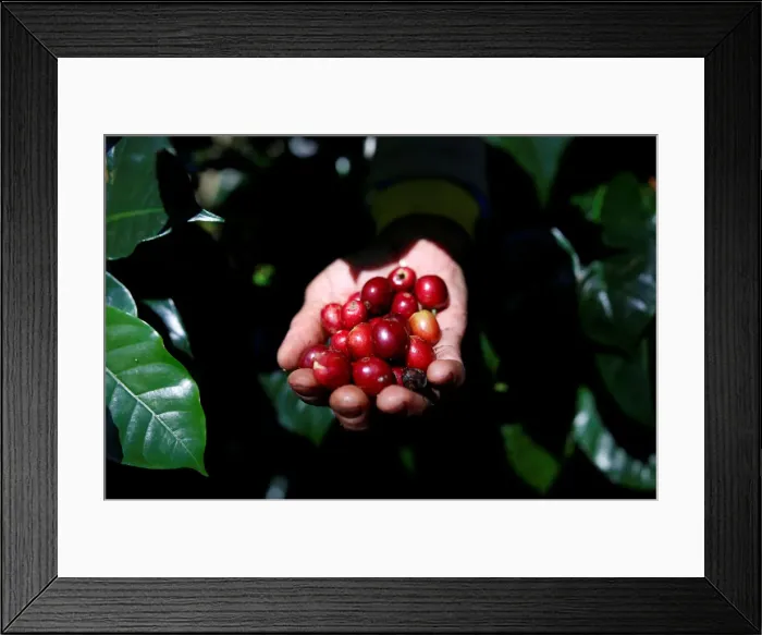 Framed Print : A worker harvests arabica coffee cherries at a plantation near Pangalengan, West Java Framed Print : A worker harvests arabica coffee cherries at a plantation near Pangalengan, West Java