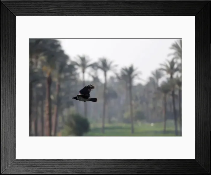 Framed Print : A crow flies over date palm trees at fields on the outskirts of Cairo