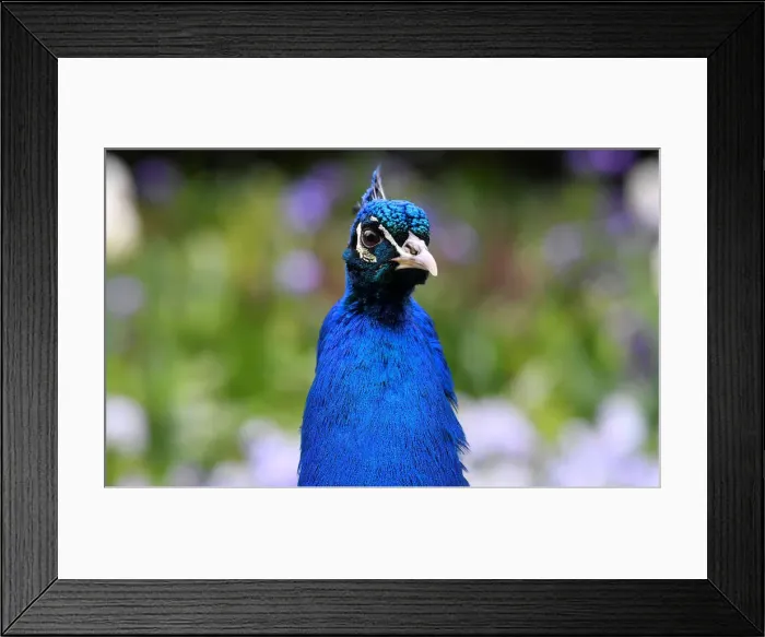 Framed Print : A peacock walks amongst spring blooms in Holland Park in west London, Britain