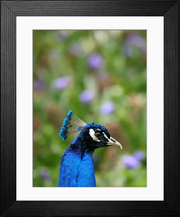Framed Print : A peacock walks amongst spring blooms in Holland Park in west London, Britain